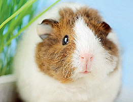 Meerschweinchen
